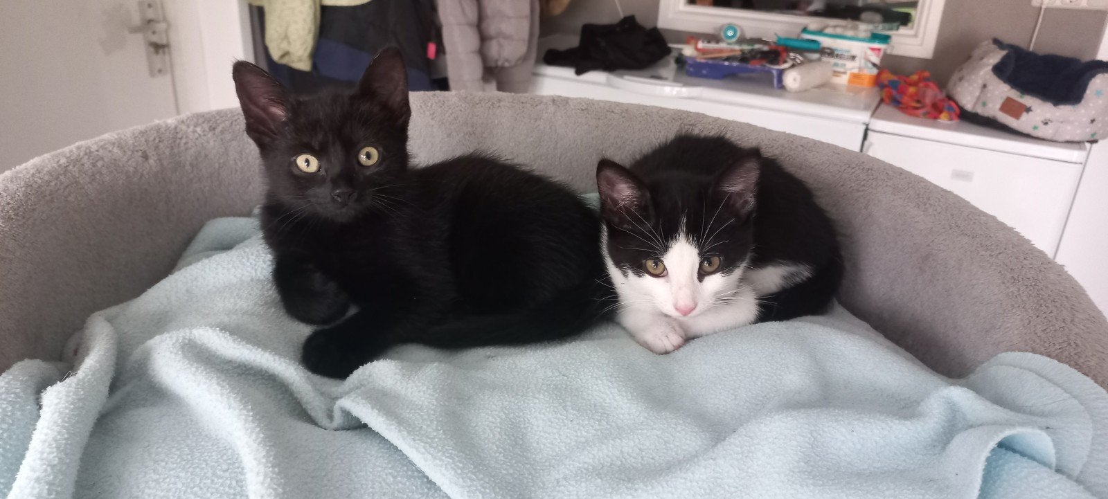 Lieve Kittens, Meerdere dieren, Kortharig, 0 tot 2 jaar