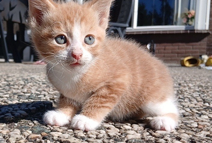 4 lieve rode katers, Dieren en Toebehoren, Kater, Kortharig, 0 tot 2 jaar