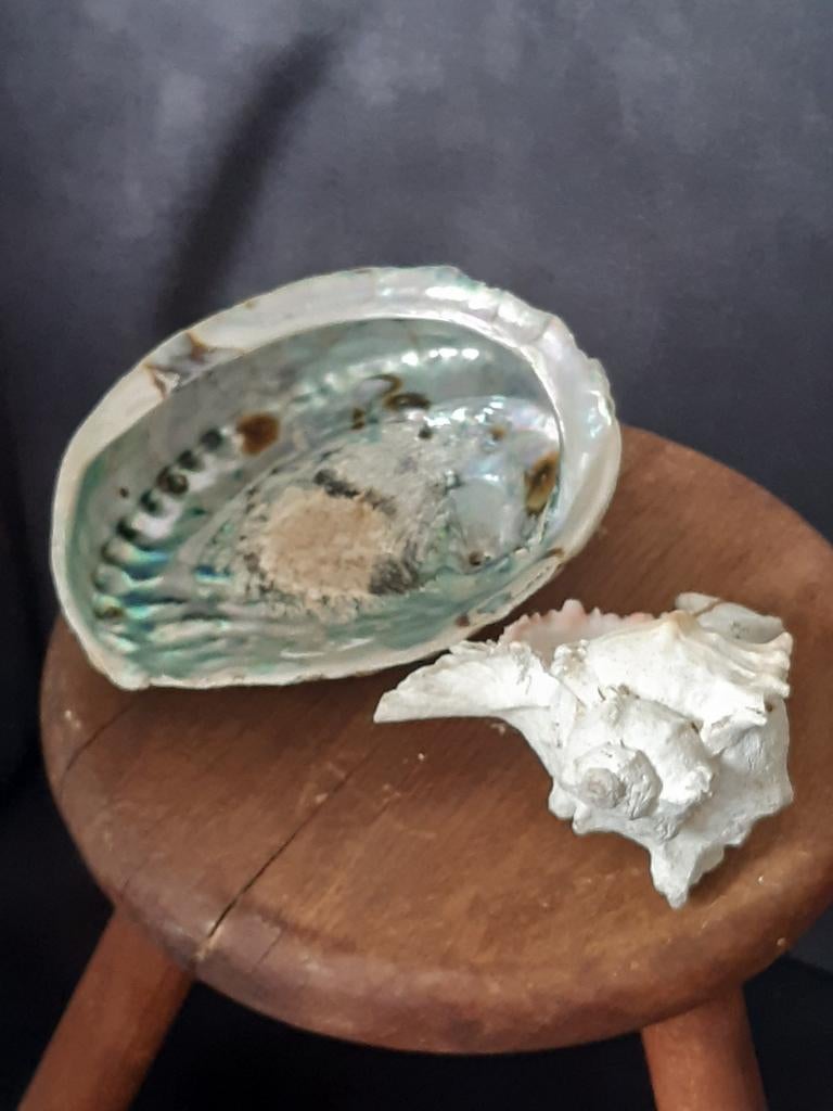 Mooie grote schelpen ,1 Abalone; brocante , knus strandthema, Ophalen of Verzenden
