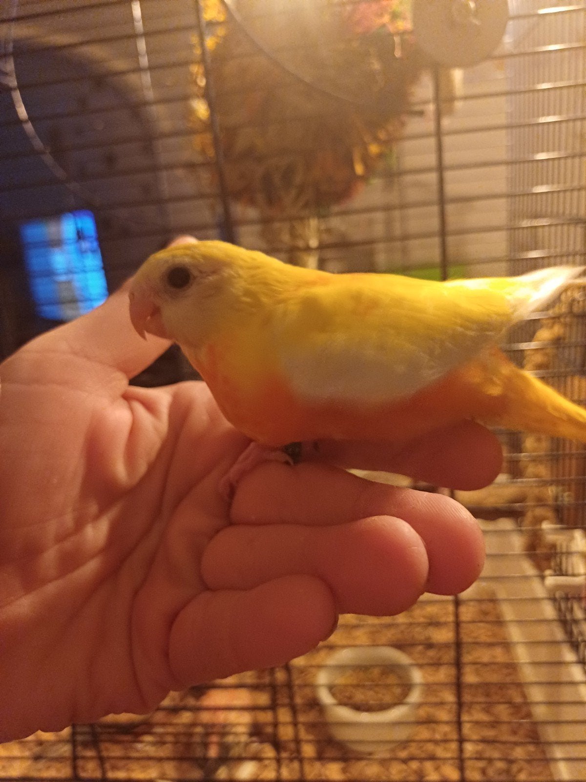 3 jonge  turquoisines, Dieren en Toebehoren, Meerdere dieren, Parkiet, Tam