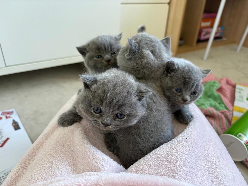 Britse korthaar kittens, Poes, Ontwormd