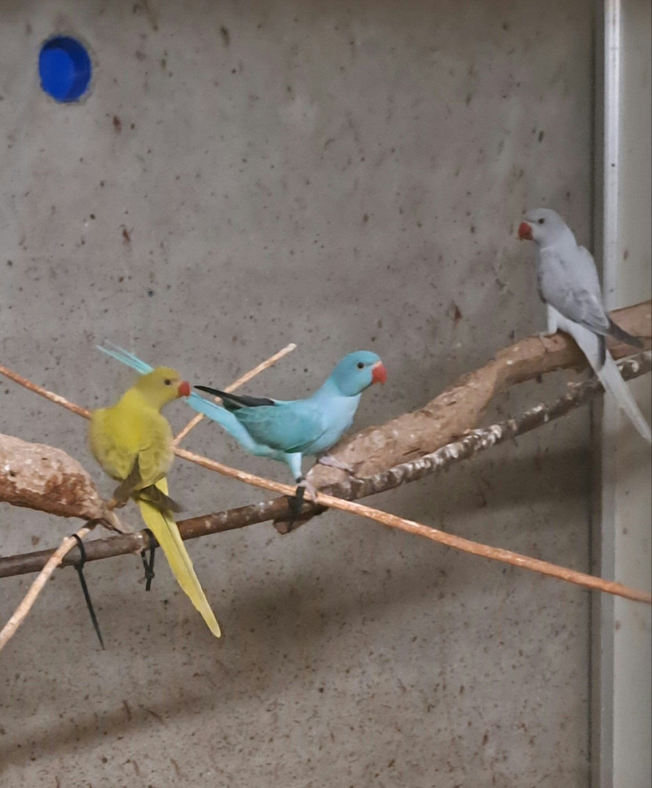 Opaline halsbandparkieten, Dieren en Toebehoren