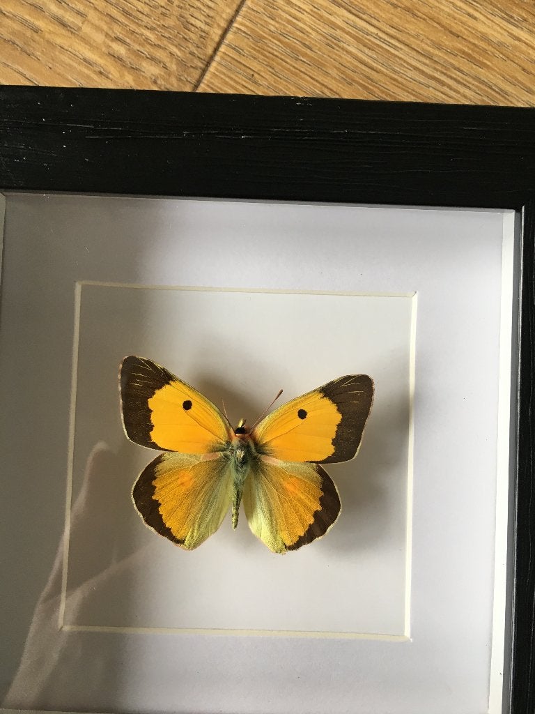 Opgezette vlinder in 3d lijst / opgezette vlinder, Verzamelen, Ophalen, Nieuw, Insect, Opgezet dier