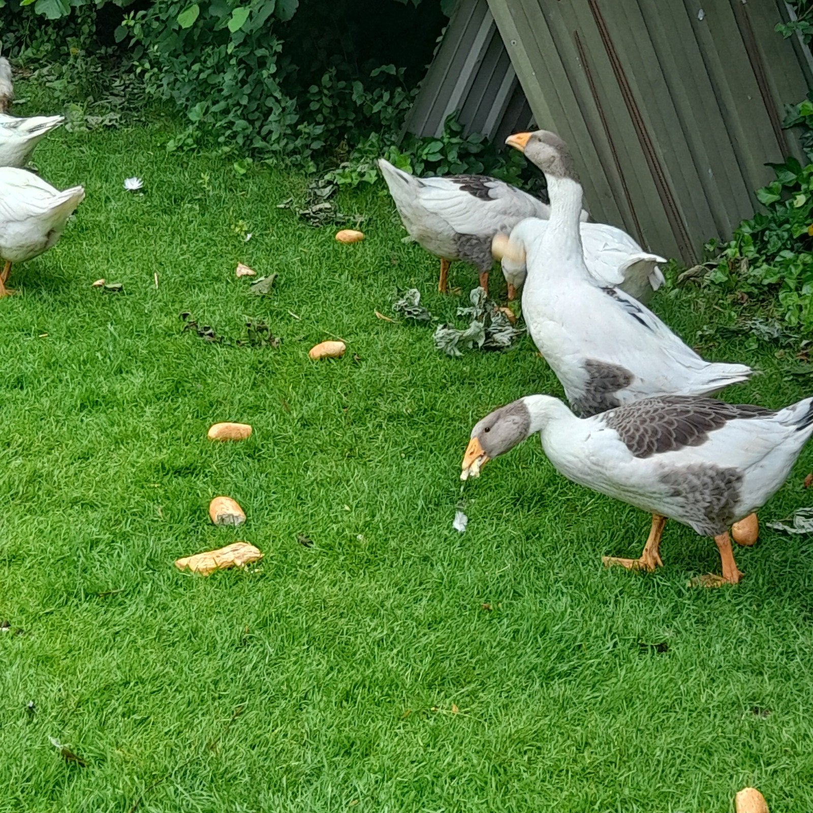 Twense land ganzen  30eu per stuk, Meerdere dieren, Gans of Zwaan