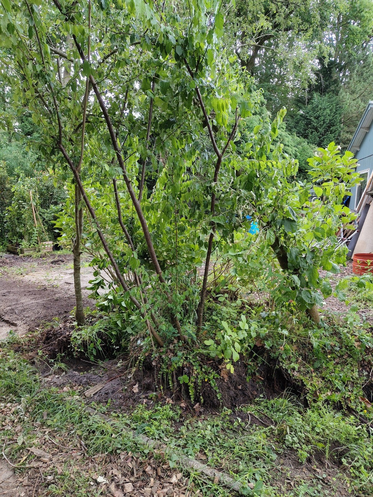 Oude appelboom gratis op te halen - zsm, Tuin en Terras, Planten | Bomen, Ophalen, Halfschaduw, Overige soorten, 100 tot 250 cm