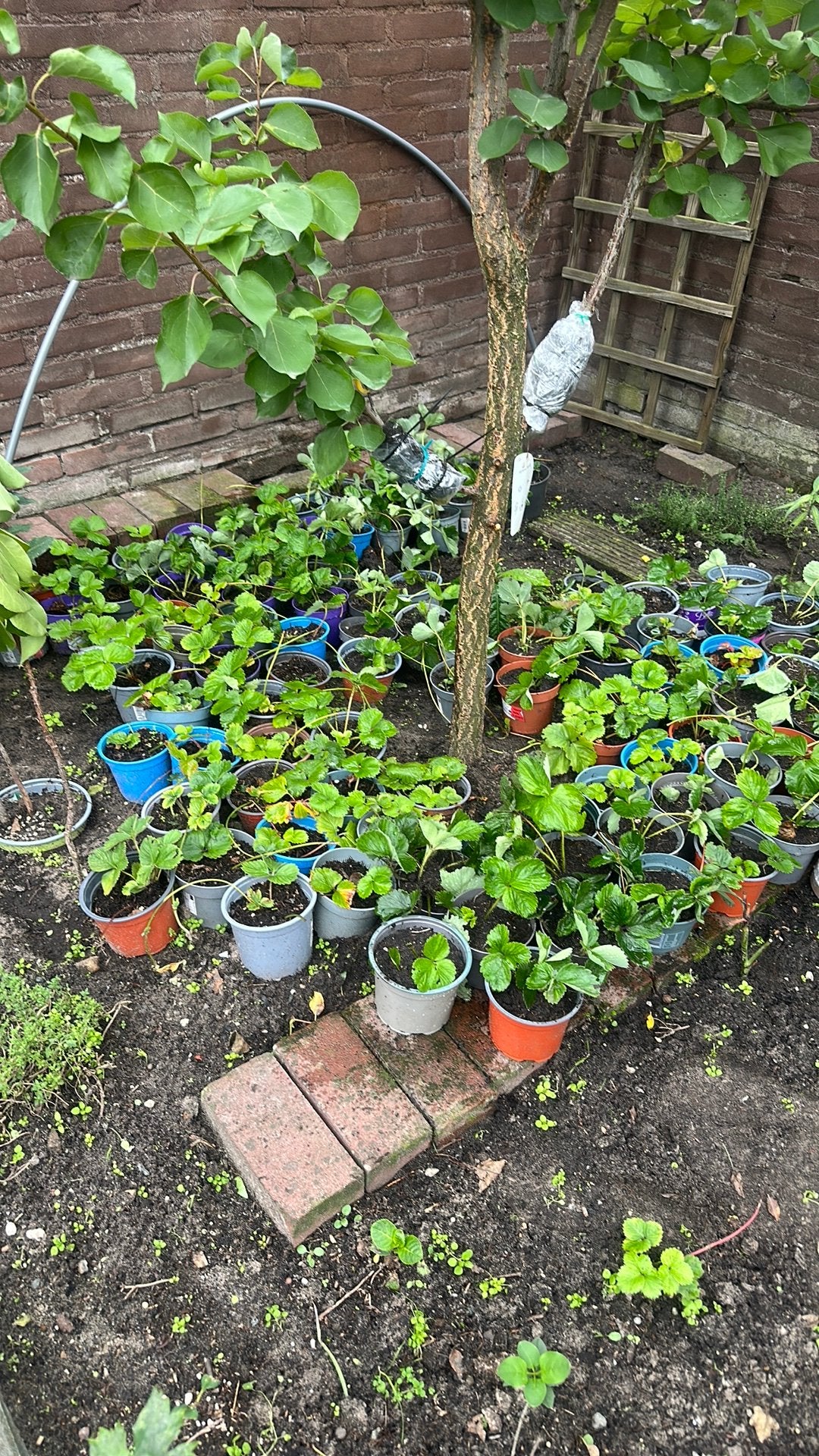 Aardbeiplanten, Tuin en Terras, Ophalen of Verzenden, Minder dan 100 cm, Overige soorten, Zomer