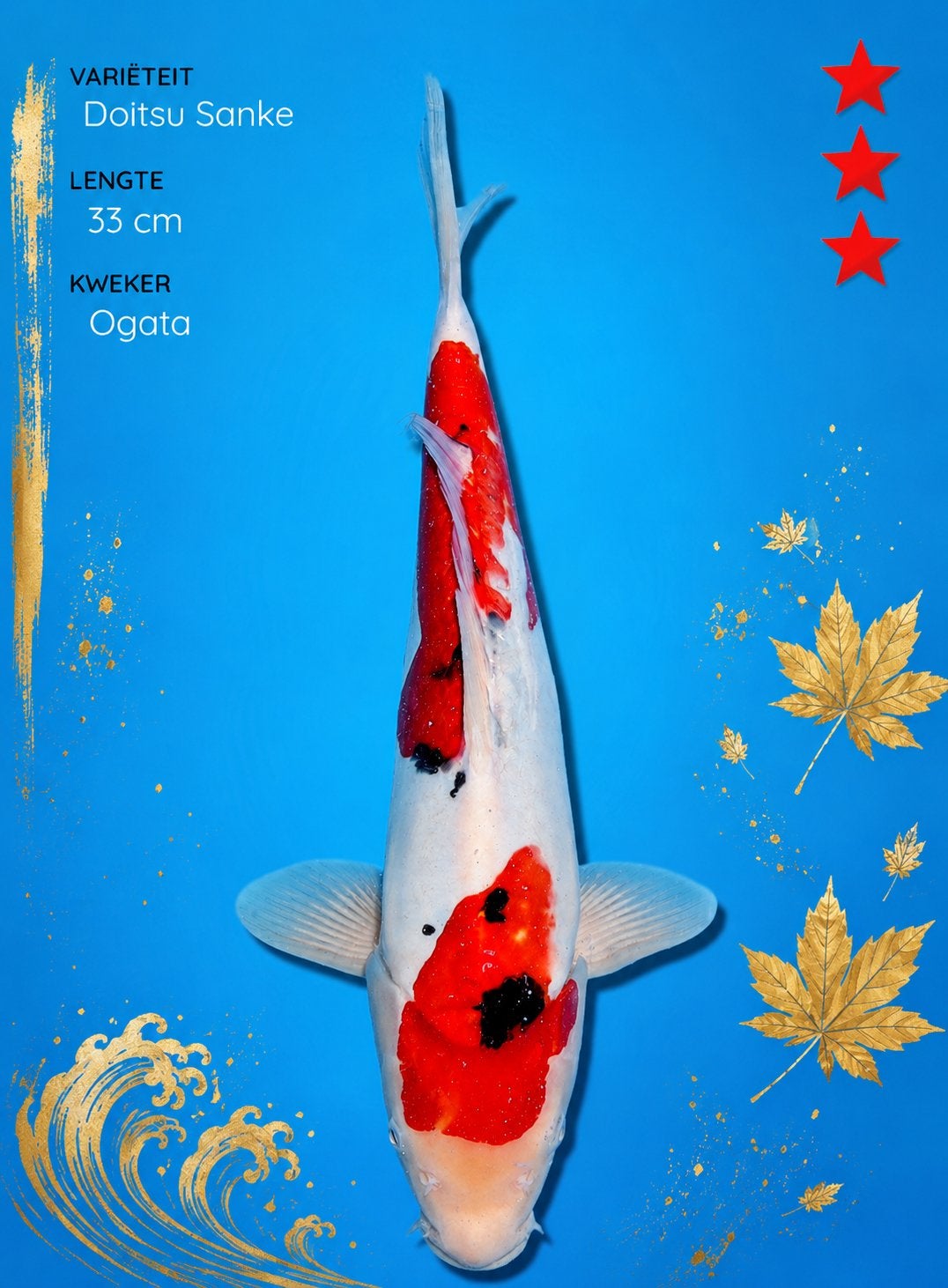 Diverse koi’s aangeboden, Dieren en Toebehoren, Vissen | Vijvervissen, Karper of Koi
