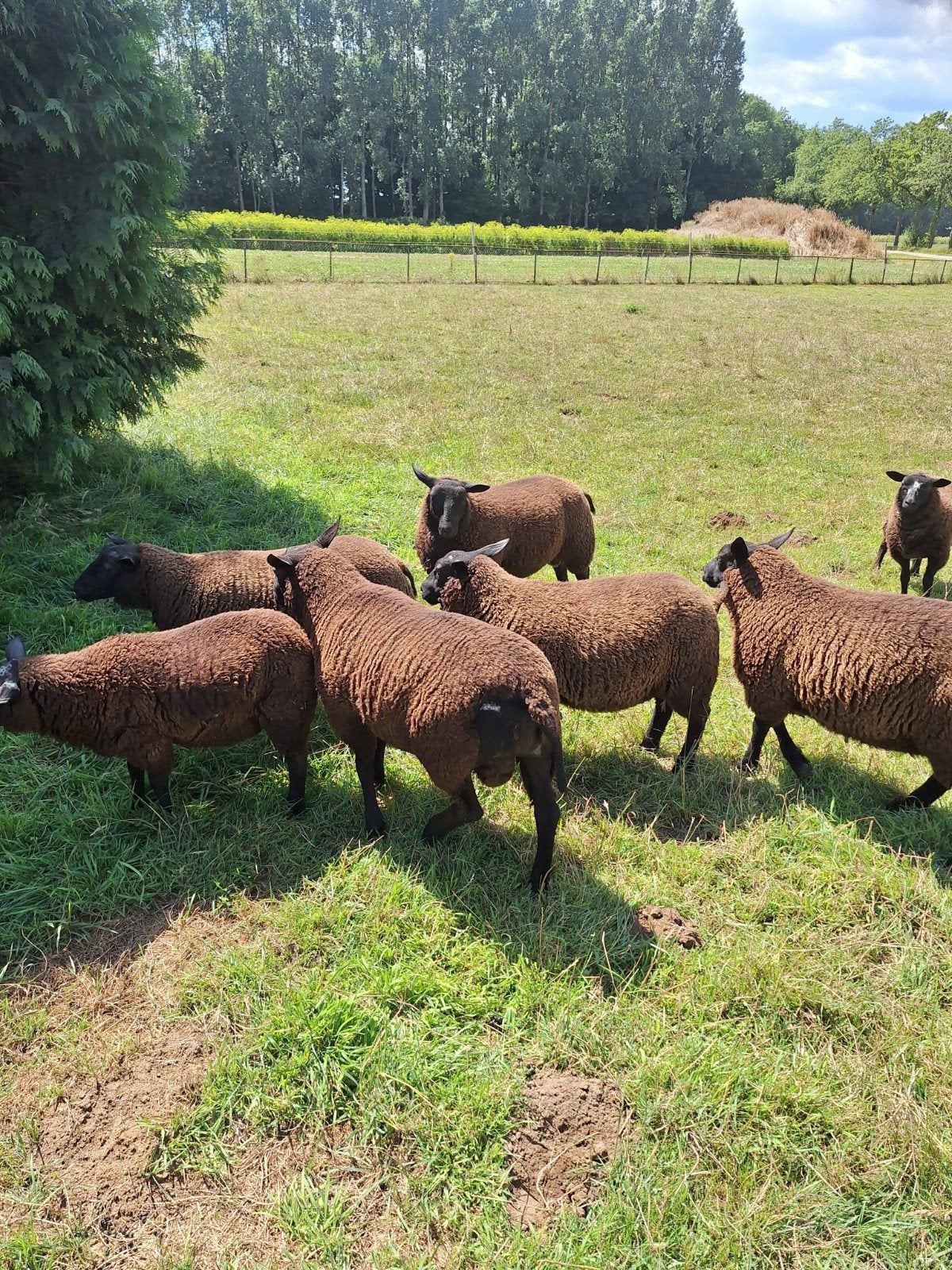 7 rammen, Dieren en Toebehoren, Schapen, Geiten en Varkens, Mannelijk, Schaap, 0 tot 2 jaar