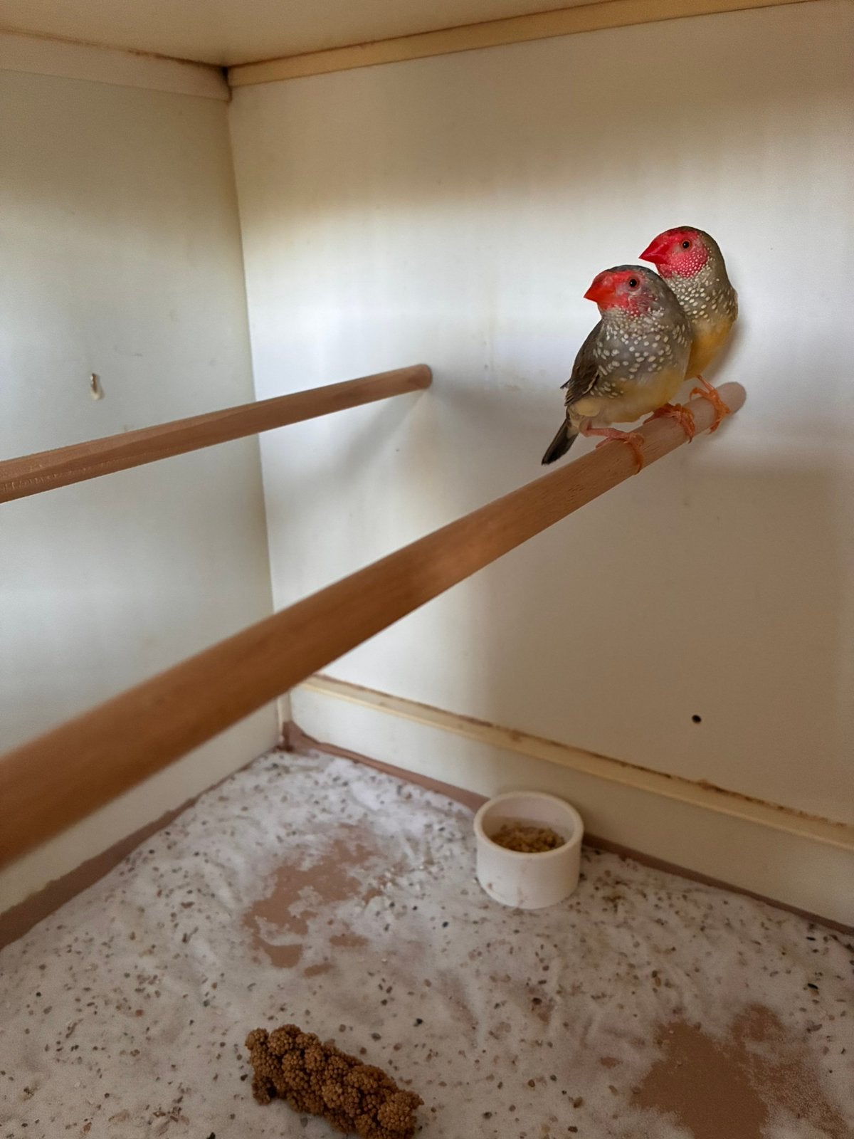 Mooi koppel binsen astrilde, Meerdere dieren, Geringd