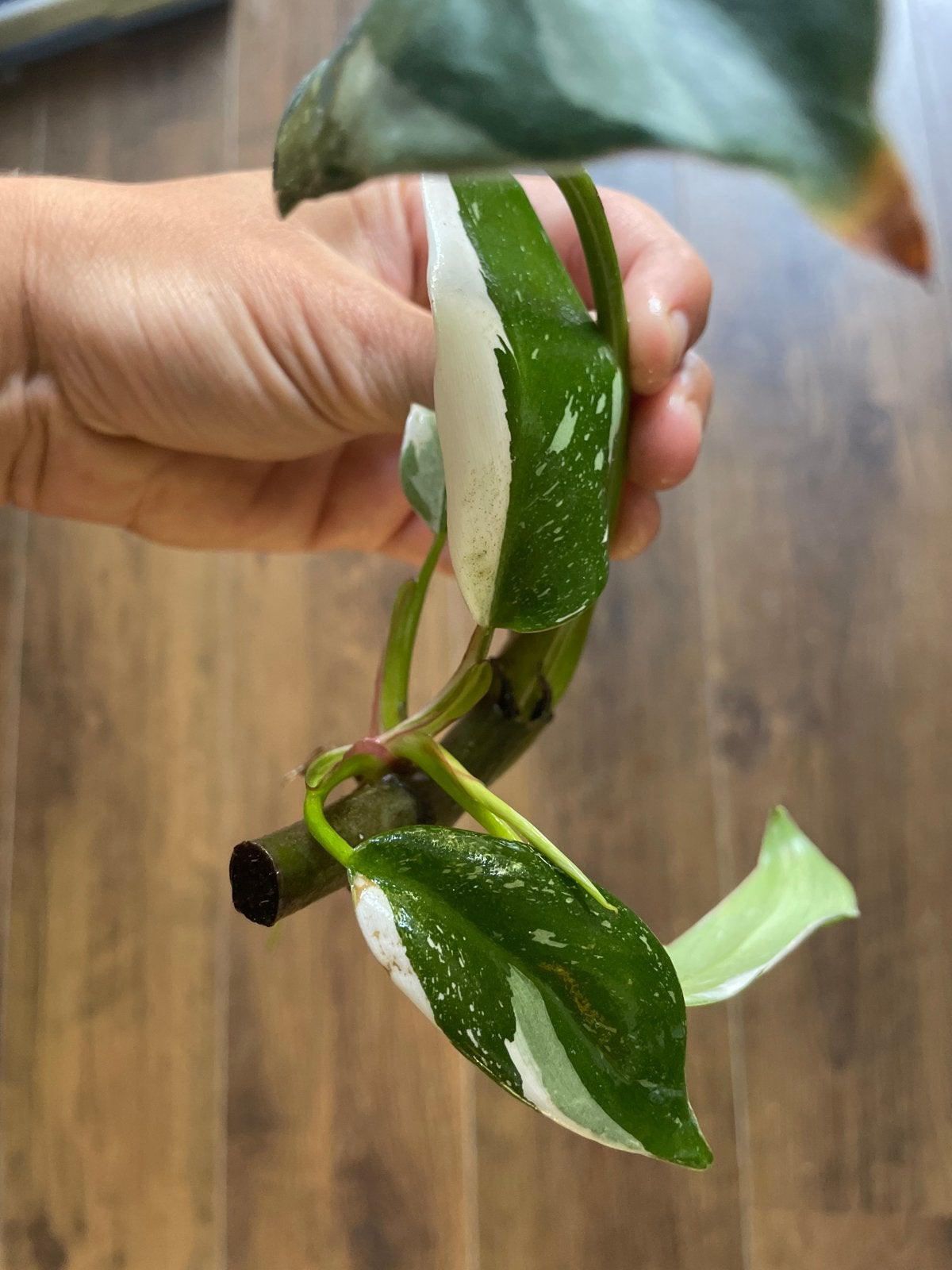 Philodendron White Princess stek met wortels, Vaste plant, Bloeit niet, Halfschaduw, Ophalen