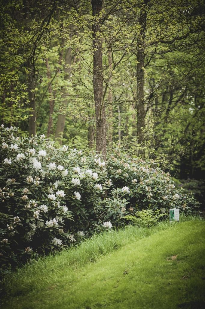 Rhododendrons uit het Bos, Tuin en Terras, Ophalen, Rhododendron, Struik, 100 tot 250 cm