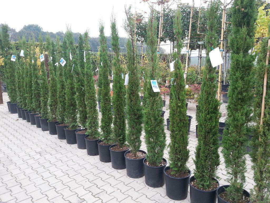 Mediterrane / tropische bomen en planten te koop, Ophalen of Verzenden, In pot, Olijfboom, 100 tot 250 cm