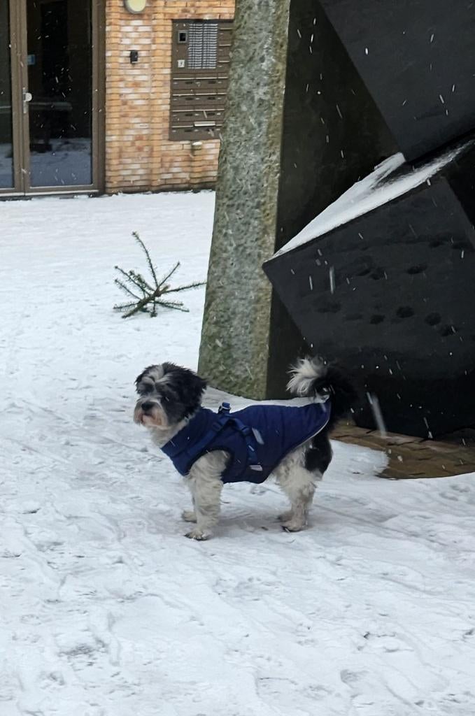 Shih tzu (Chizu) dek reu aangeboden, 6 jaar of ouder, Reu, Eén hond, Nederland