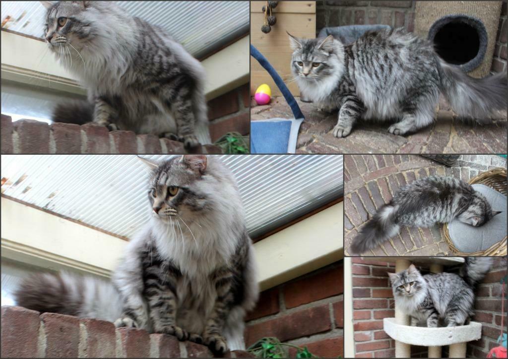 prachtige black silver Siberische kater  ter dekking
