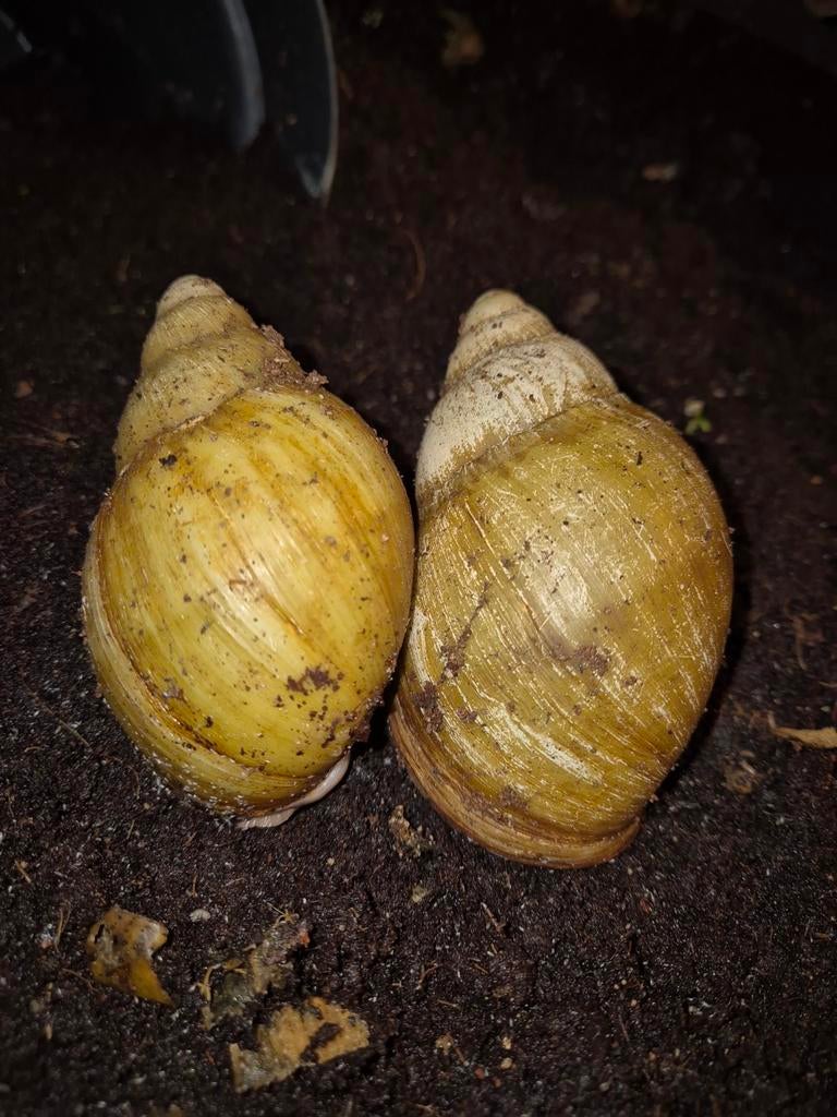 Archachatina marginata ovum albino schelp, April, Meerdere dieren