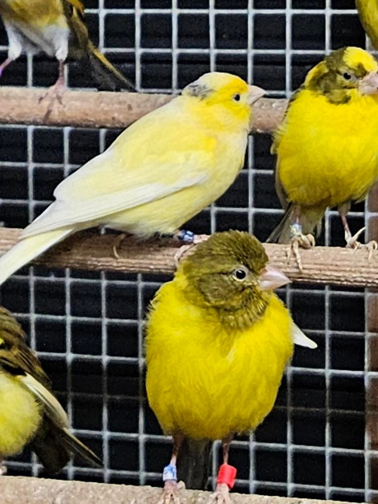 Raza kanarieman, Dieren en Toebehoren, Vogels | Kanaries, Mannelijk
