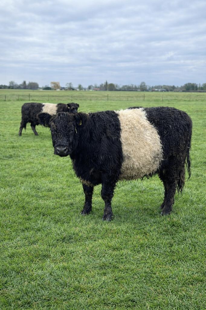 Black Belted galloway koeien, Dieren en Toebehoren, Runderen, Vrouwelijk
