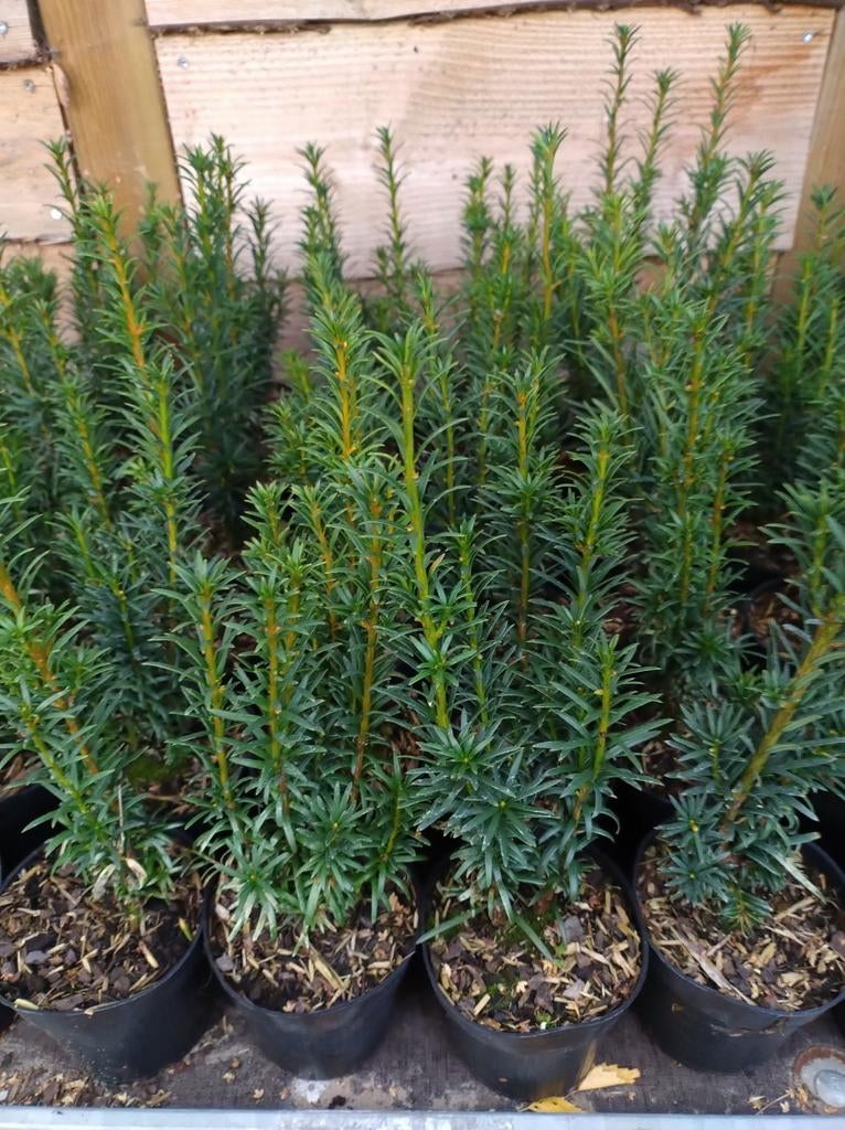 Verschillende soorten Taxus baccata en media. P9 planten., Overige soorten, Volle zon, Vaste plant, Ophalen of Verzenden