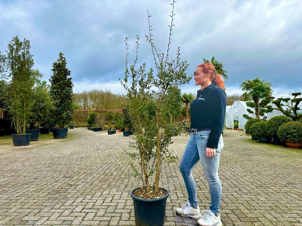 Meerstammige kurkeik - Quercus suber struik 140/160 cm!!!, Tuin en Terras, Planten | Bomen, Overige soorten, 100 tot 250 cm, Volle zon
