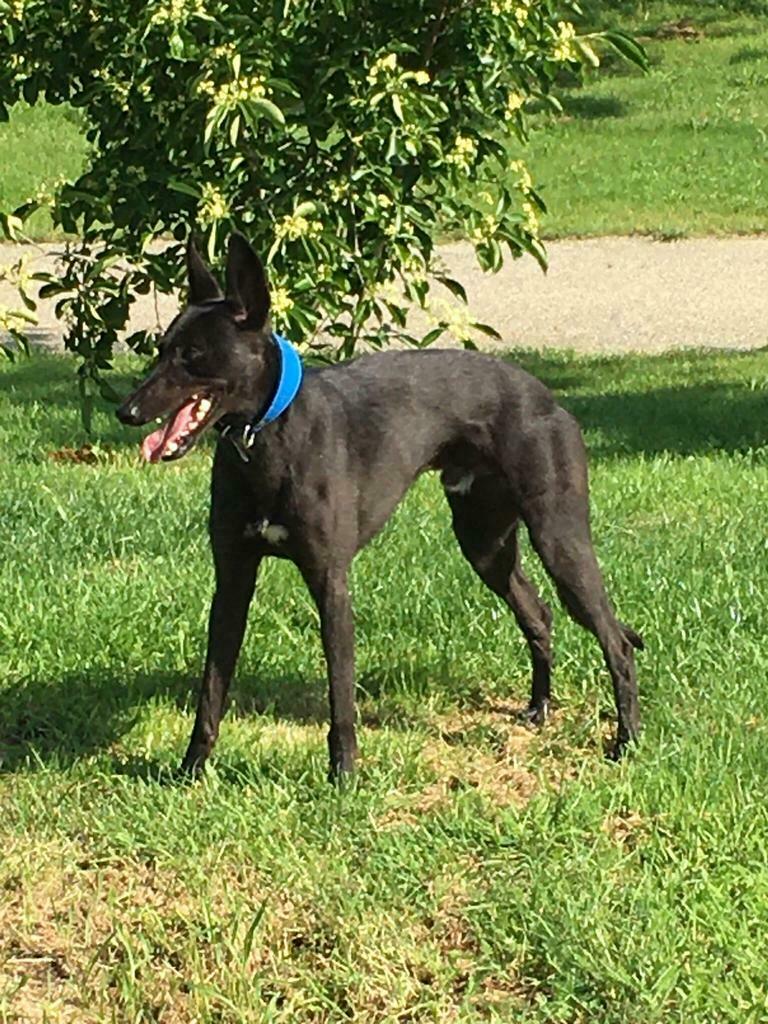 Whippet, Dieren en Toebehoren, Reu, 1 tot 2 jaar, Parvo, Eén hond