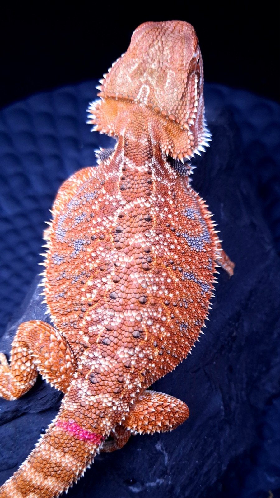 50% Red Monster het. HypoTrans Vrouw Baardagaam, Dieren en Toebehoren, Hagedis, 0 tot 2 jaar
