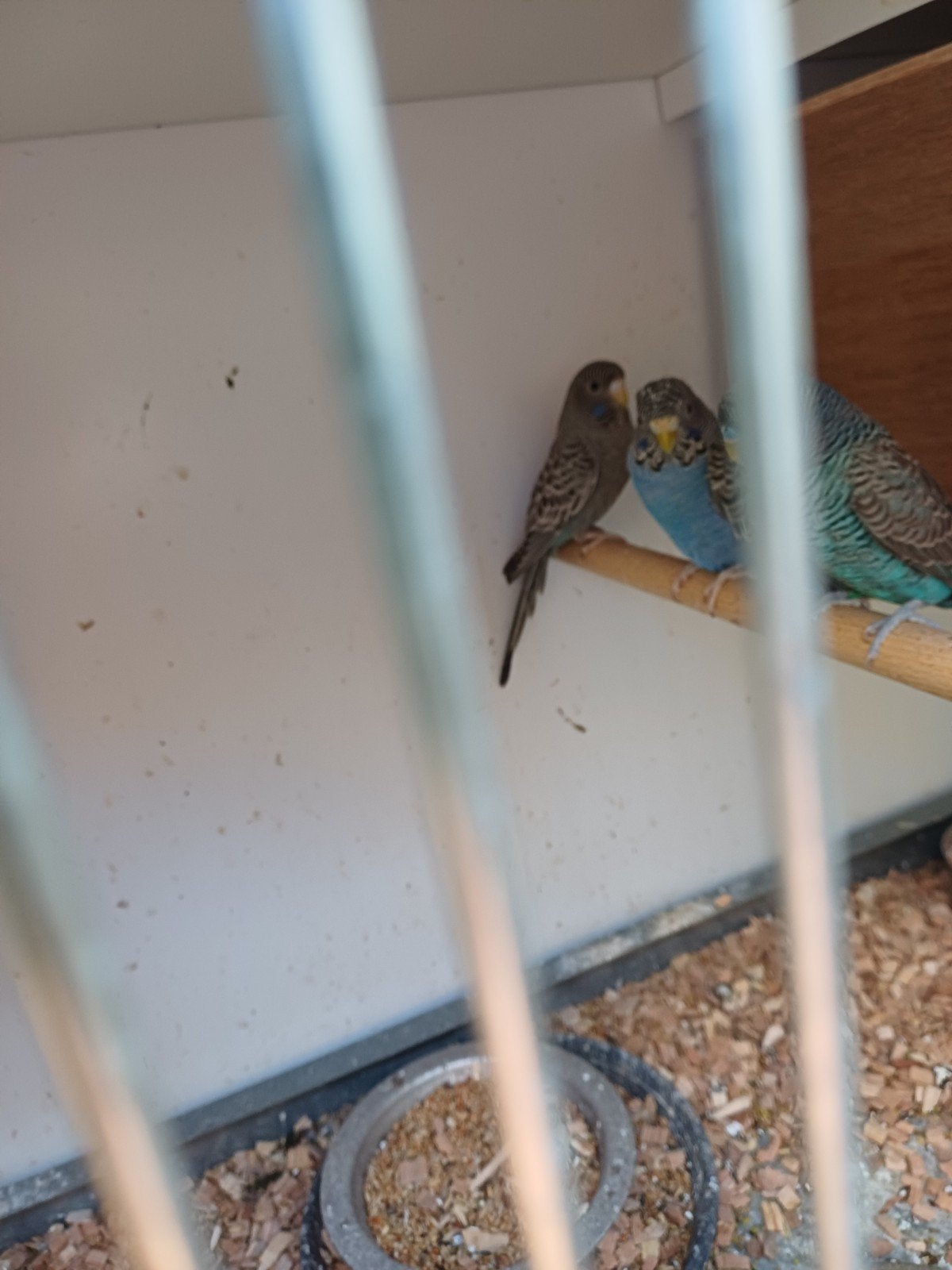 blackface split blackwing 2026, Dieren en Toebehoren, Vrouwelijk, Geringd