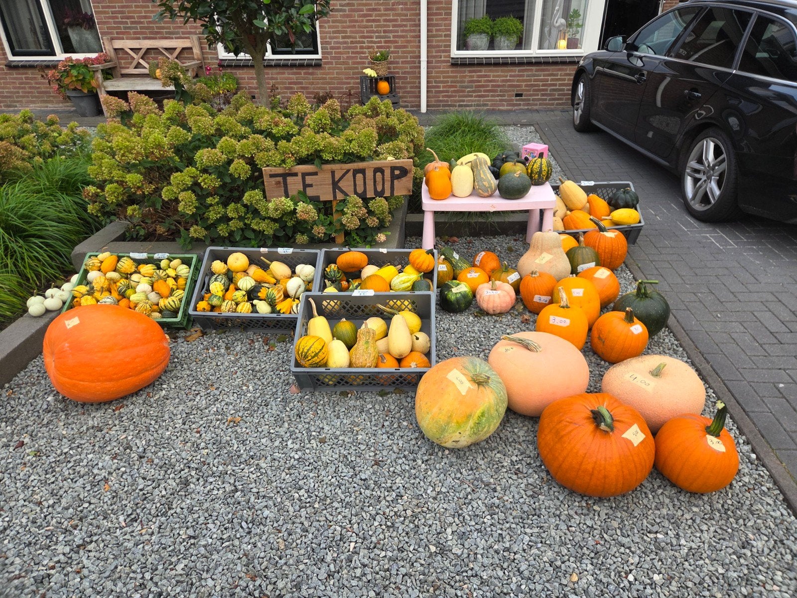 Pompoenen en Kalebassen - Diverse Soorten en Maten, Ophalen of Verzenden, Herfst, Groenteplanten