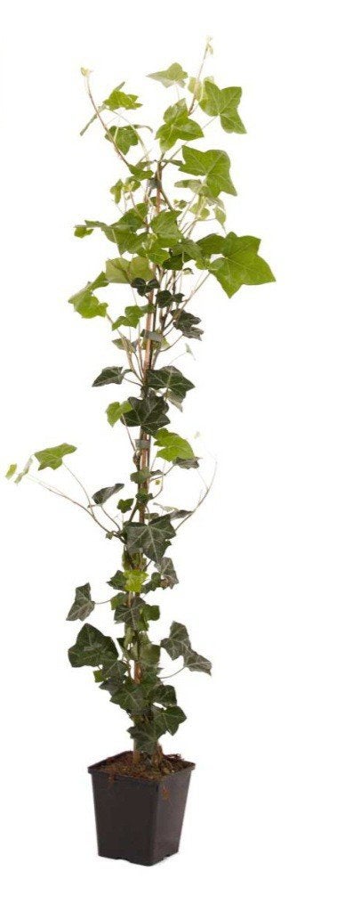 Te koop aangeboden, hedera planten, Tuin en Terras, Ophalen, Overige soorten, Haag, 100 tot 250 cm