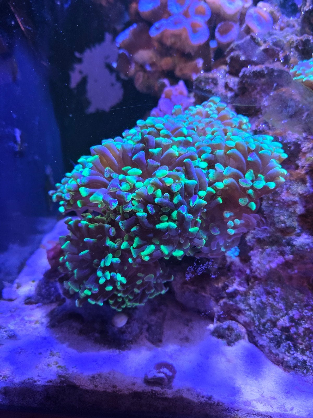 Euphyllia groene hamer 20+ koppen voor €250, Vis