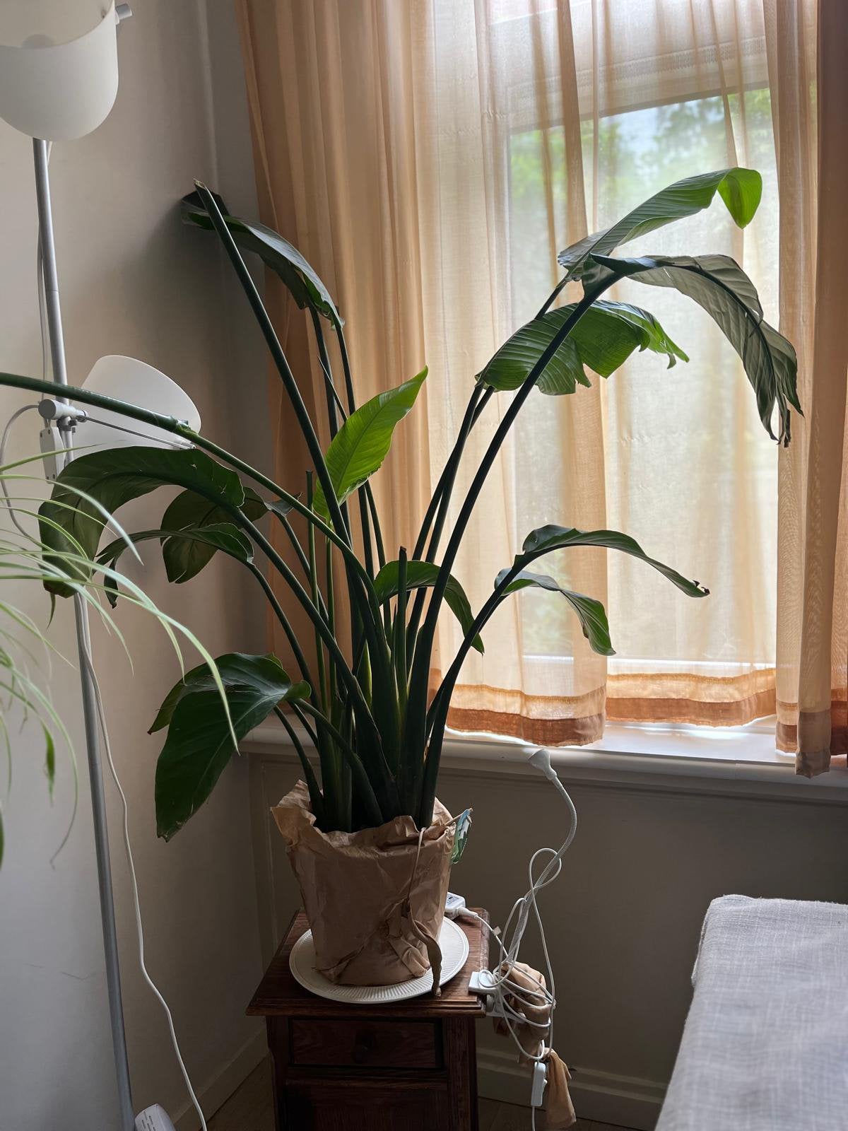 Strelizia, Ophalen, Halfschaduw, Minder dan 100 cm