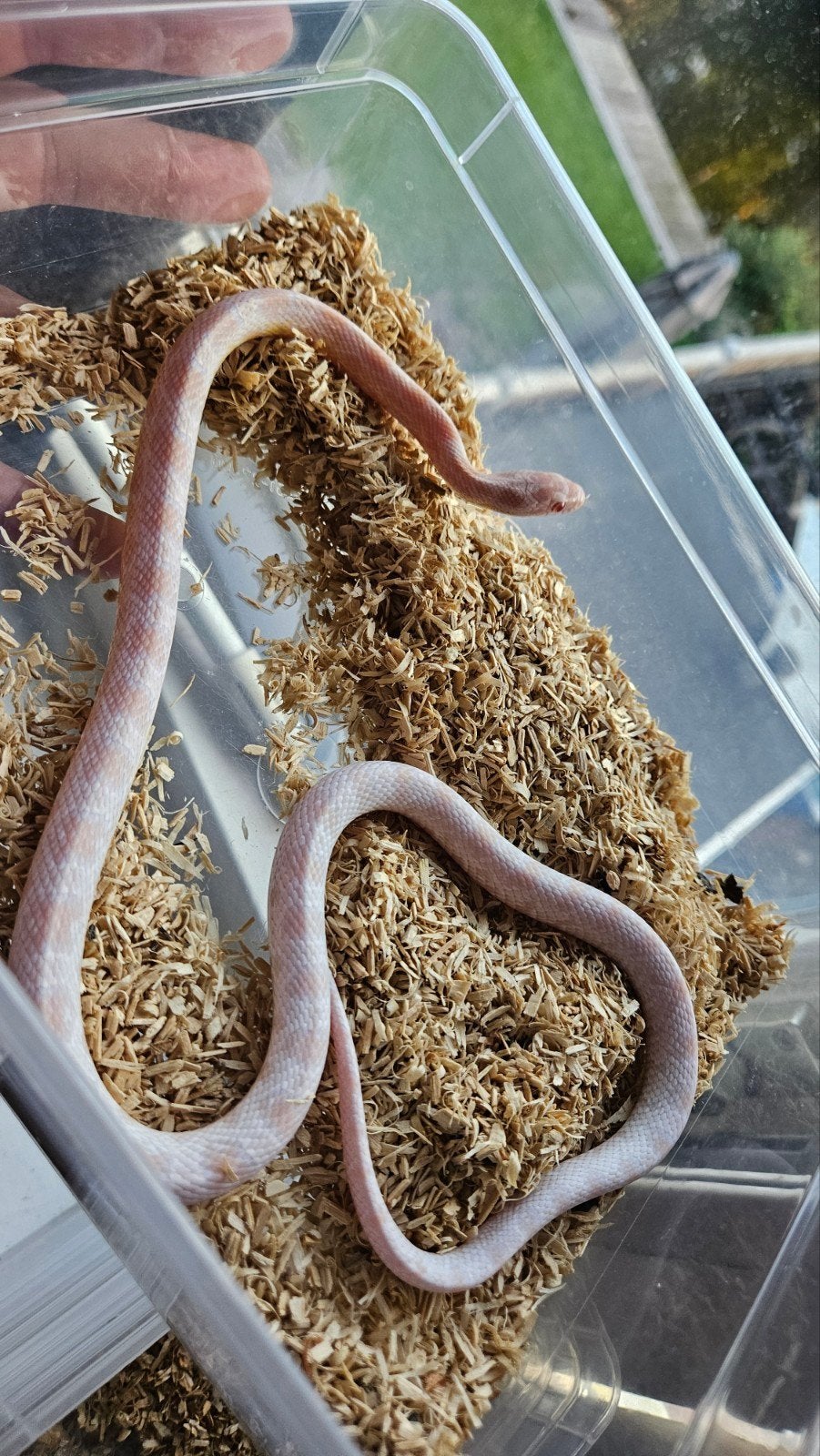 1.0 pantherophis guttatus snow, Slang, 0 tot 2 jaar