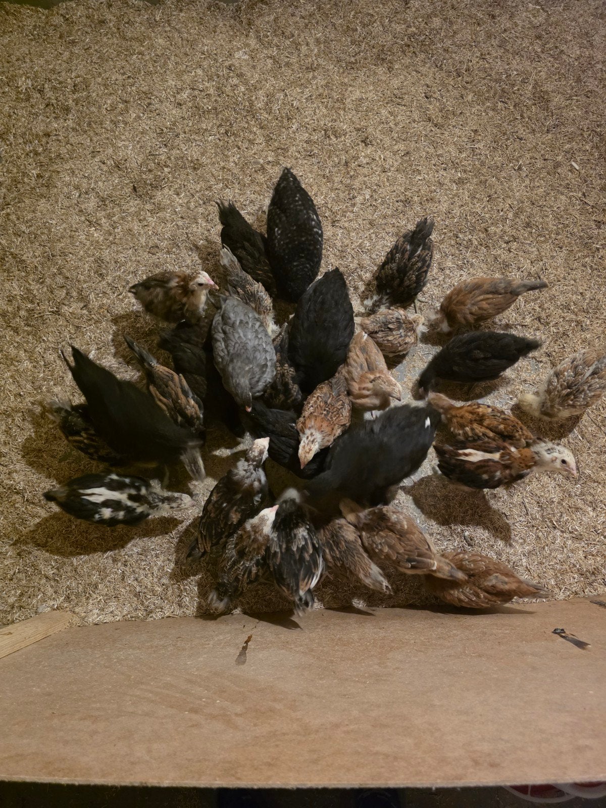 Araucana, Dieren en Toebehoren, Geslacht onbekend, Kip
