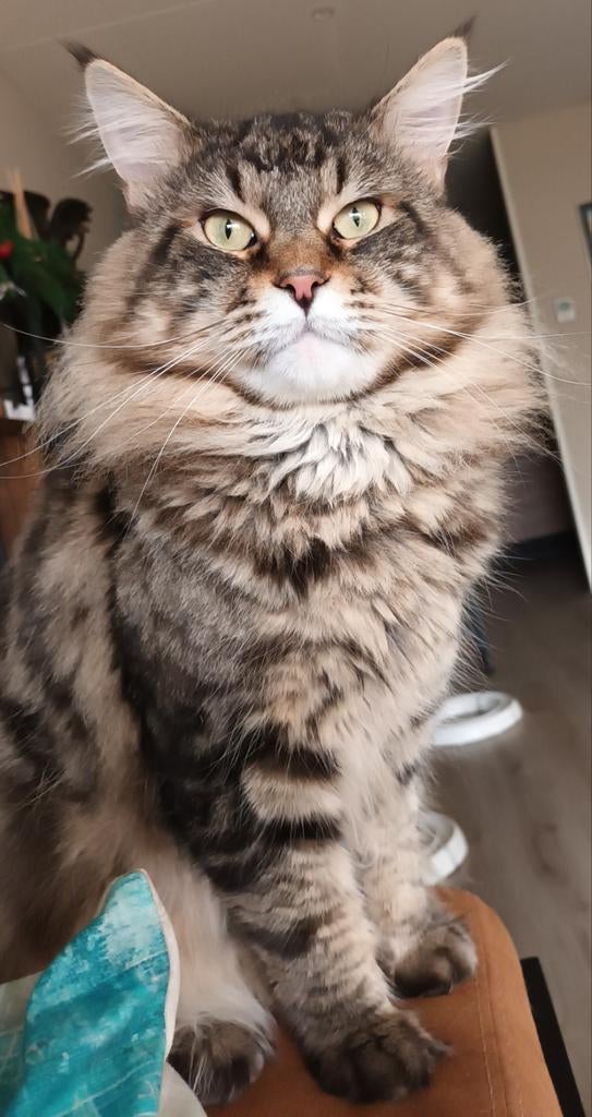 Lieve MC kater ter dekking aangeboden, Dieren en Toebehoren, Katten en Kittens | Dekkaters