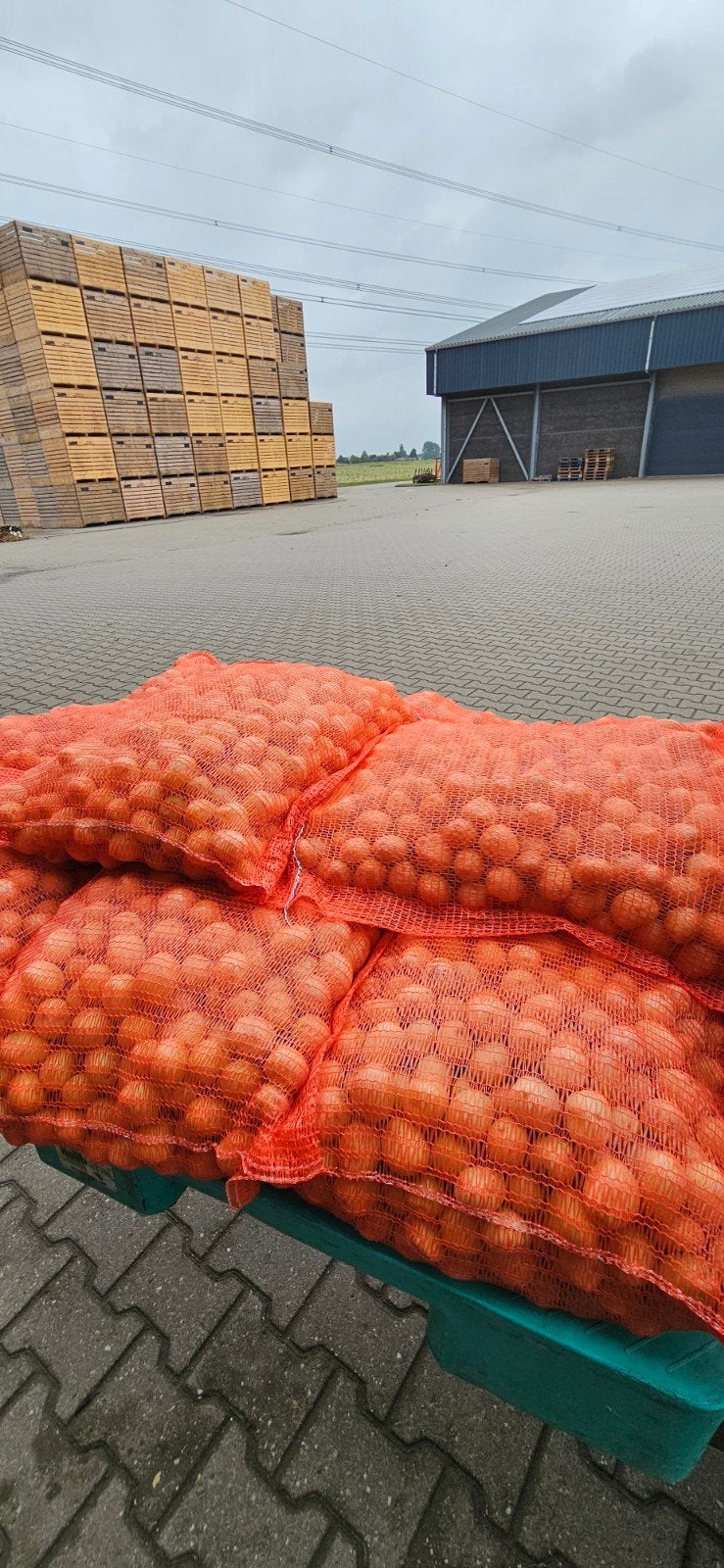 Verse krielaardappelen in zakken - direct van het land, Zakelijke goederen, Agrarisch | Aardappelen, Groenten, Fruit en Vlees