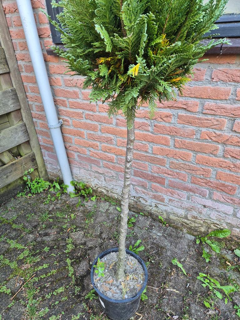 bol conifeer zie foto, Tuin en Terras, Planten | Bomen, Ophalen, Bloeit niet, Halfschaduw, Overige soorten
