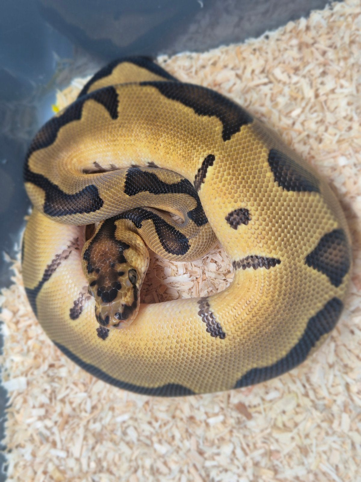 python regius nakweek 2026 Ball Python photo 3