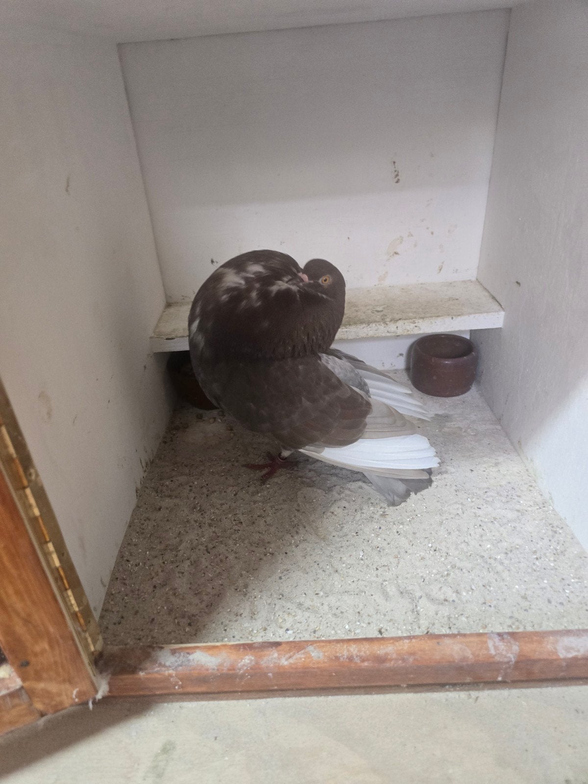 Mooie rooie duif, Dieren en Toebehoren, Vogels | Duiven, Vrouwelijk, Kropper