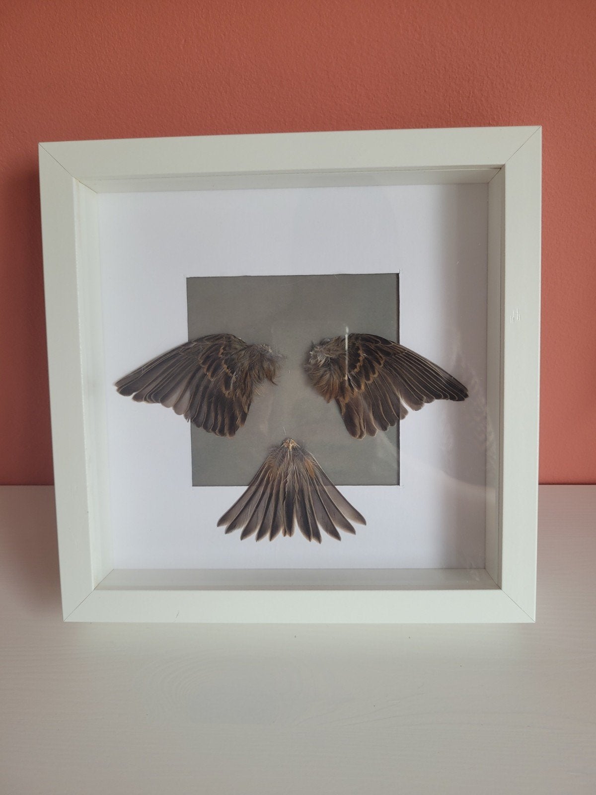 Kneu in een lijstje, Ophalen of Verzenden, Nieuw, Vogel, Opgezet dier