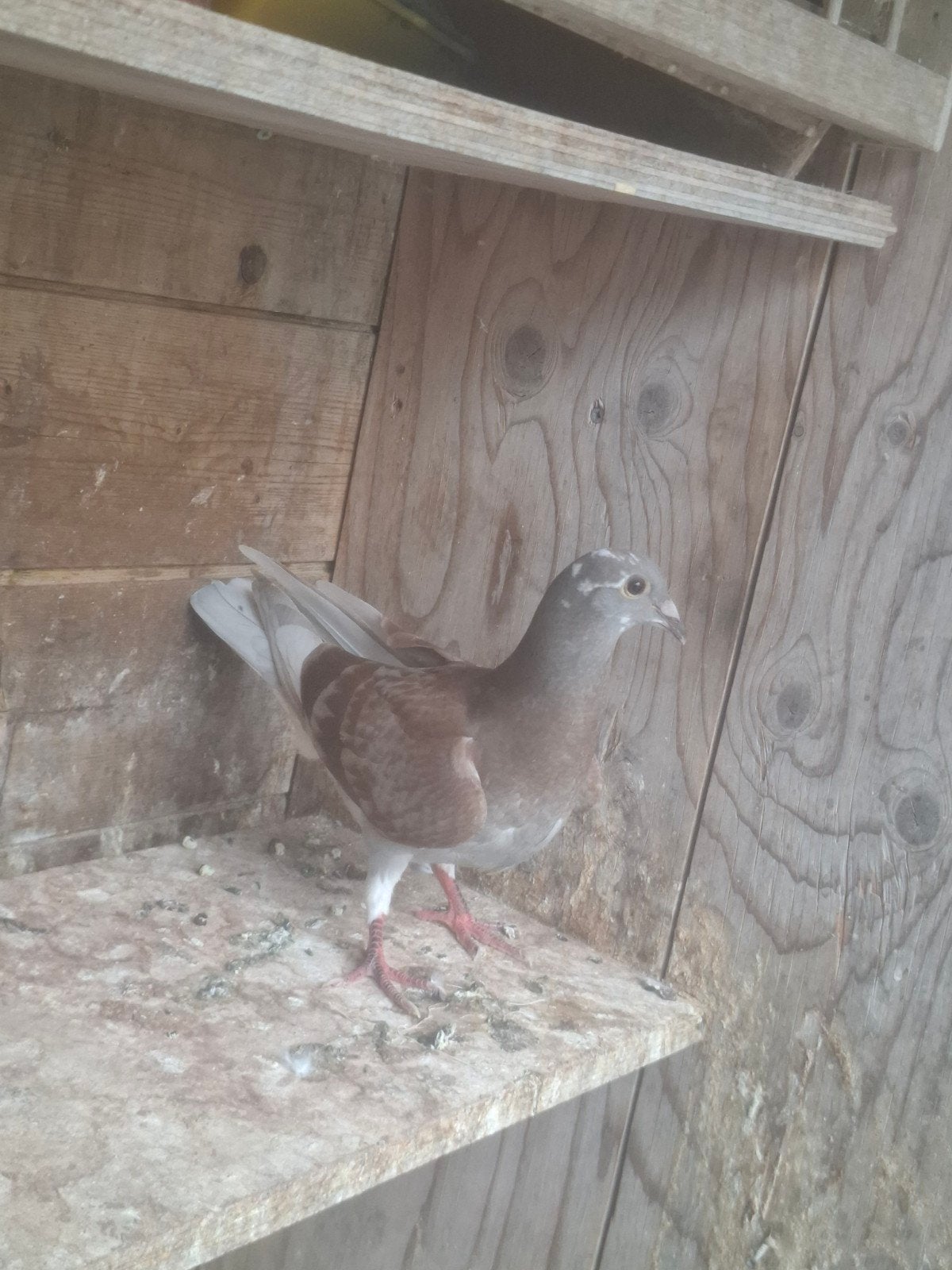 jonge postduif, Meerdere dieren
