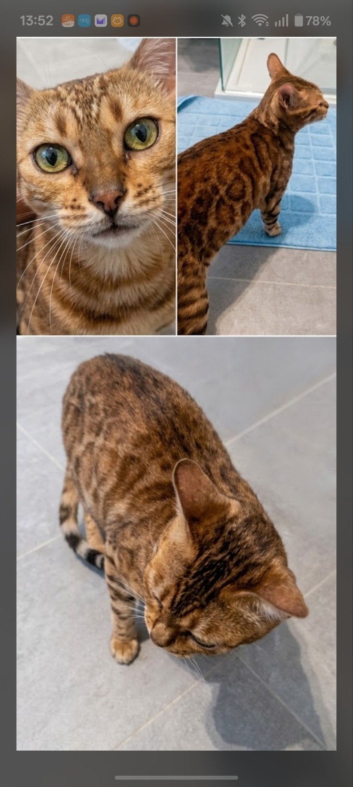 prachtige Bengalen zoeken een liefdevol thuis, Dieren en Toebehoren, Poes, Kortharig