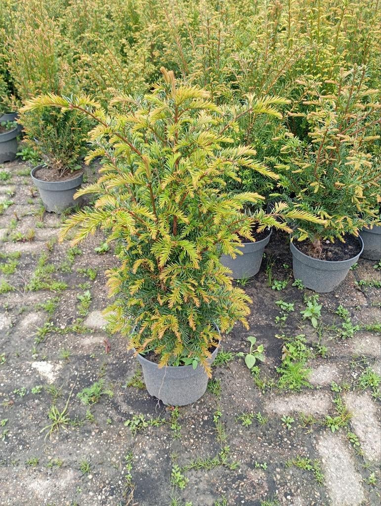 Taxus baccata, Ophalen of Verzenden, Taxus, Minder dan 100 cm