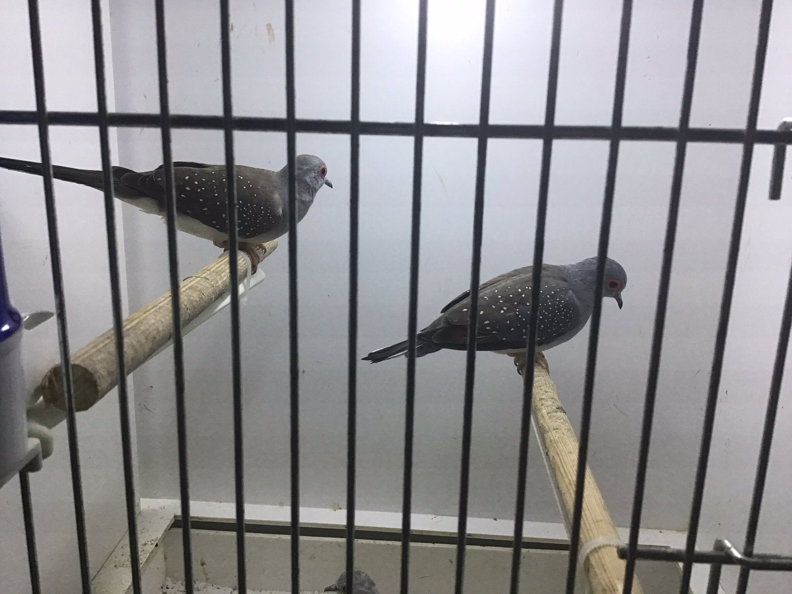 Diamantduifjes, Meerdere dieren, Kleurkanarie