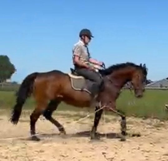 Franse Volbloed, Dieren en Toebehoren, Merrie, Minder dan 160 cm, Met stamboom, Niet van toepassing