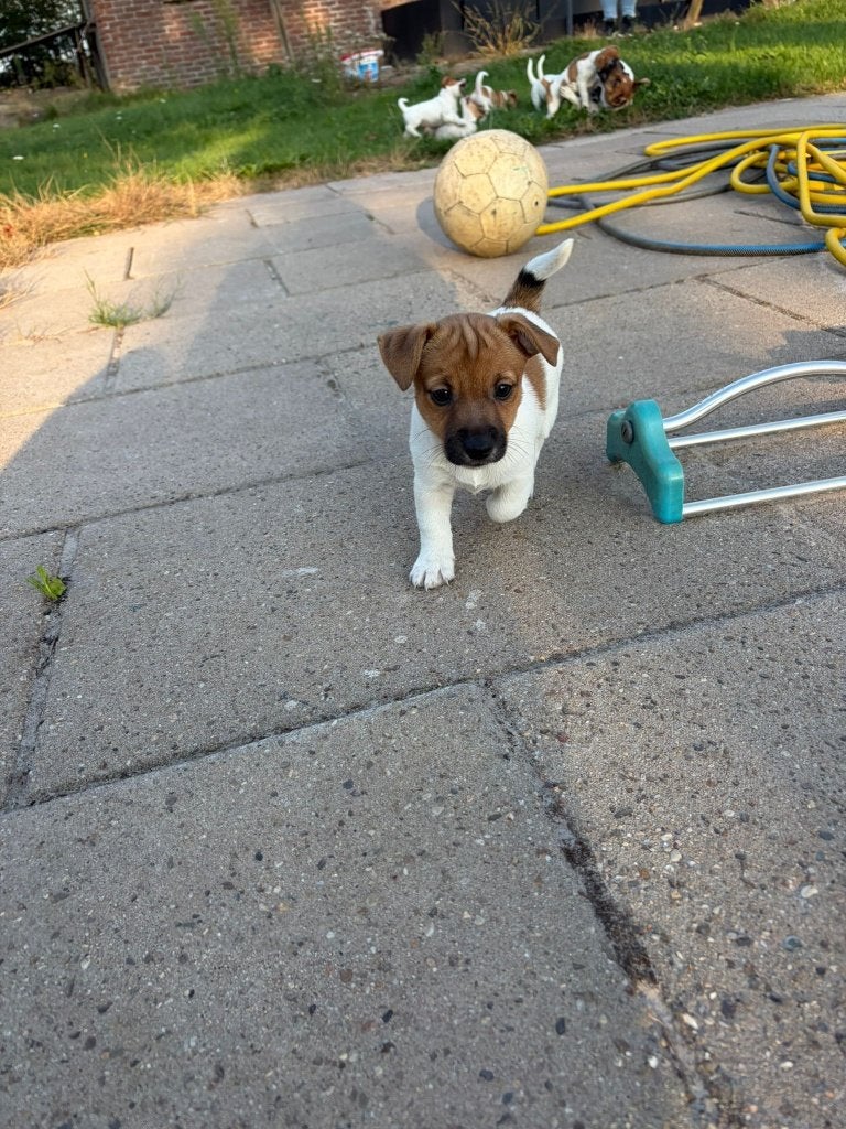Jack russel pup, Dieren en Toebehoren, Jack Russell Terriër, 8 tot 15 weken, Meerdere, Meerdere dieren
