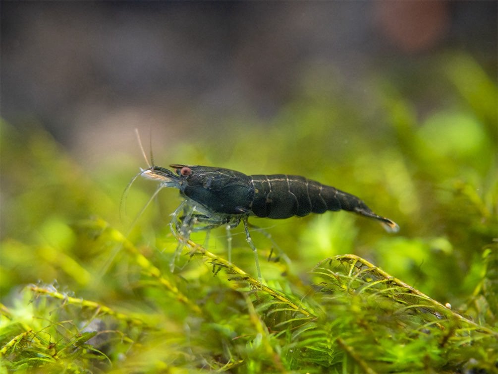 🦐 Groene garnalen (Neocaridina), Kreeft, Krab of Garnaal