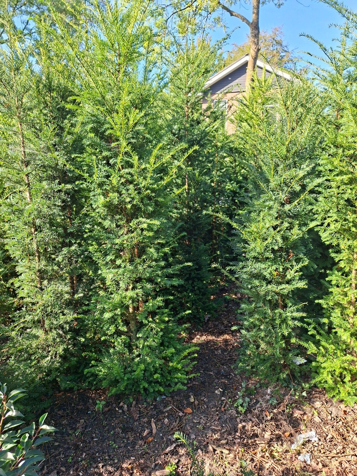 veldopruiming TAXUS LAURIER ILEX boven de 200 cm 20% korting, Ophalen, Taxus, Haag, 100 tot 250 cm