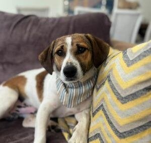 Bobby, 1 tot 2 jaar, Buitenland, Eén hond, CDV (hondenziekte)