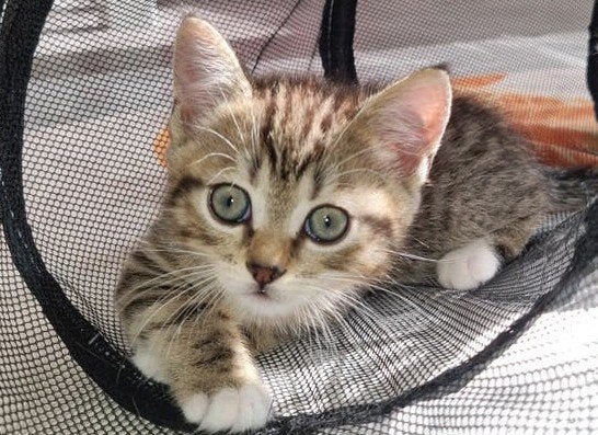 Britse korthaar Vader Turkse Van Moeder, Kater, Ontwormd, 0 tot 2 jaar