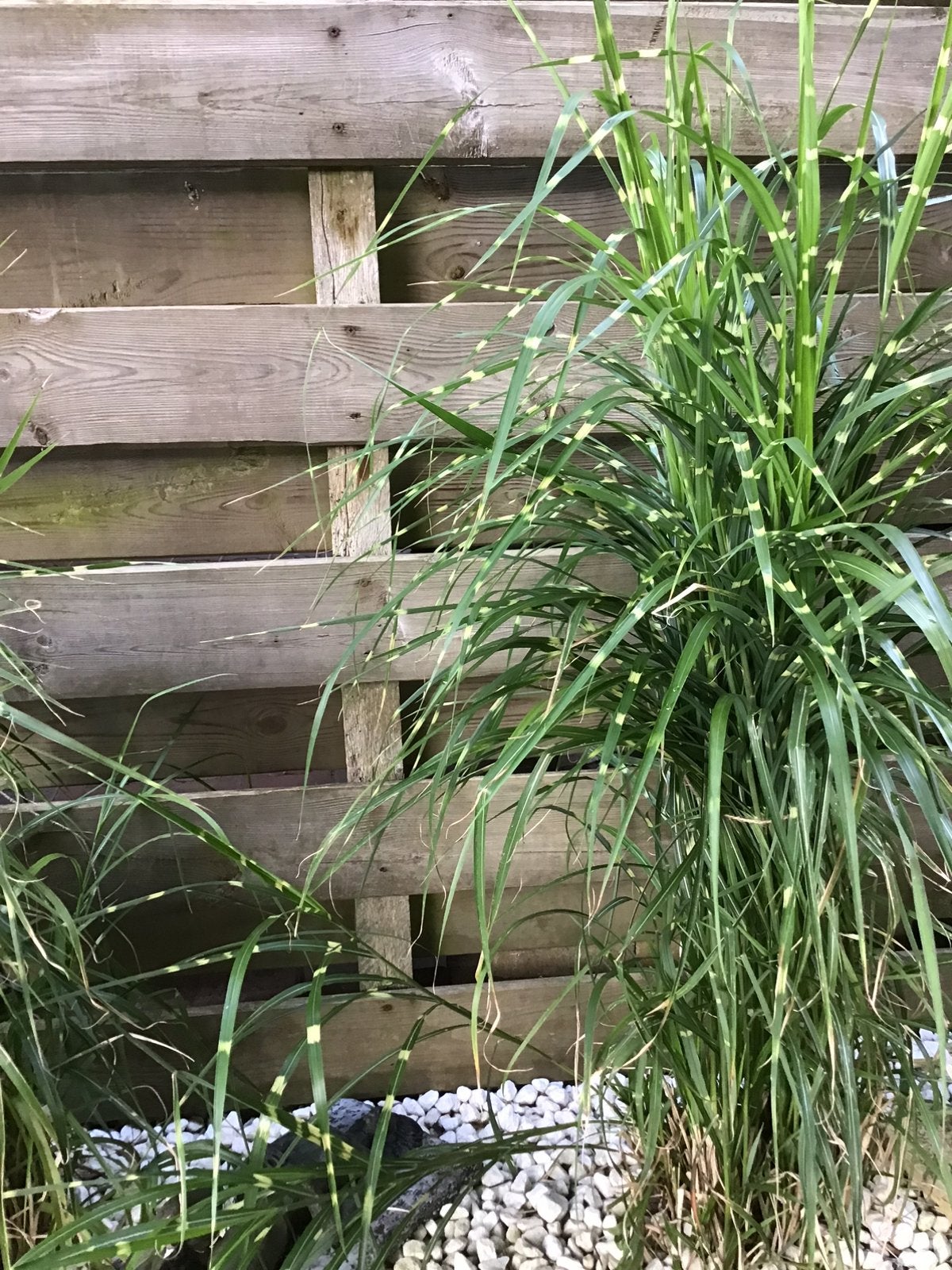 Siergras, Tuin en Terras, Ophalen of Verzenden