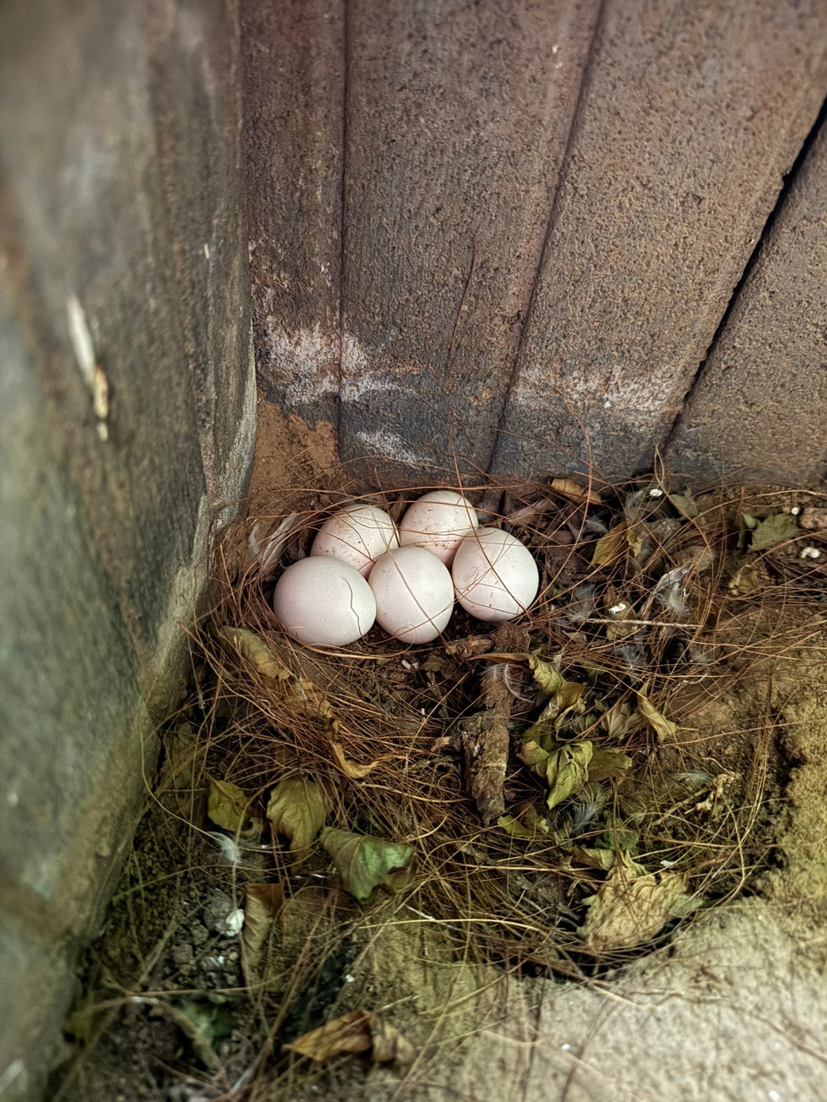 Roulroul broedeieren, Dieren en Toebehoren, Pluimvee, Overige soorten, Meerdere dieren